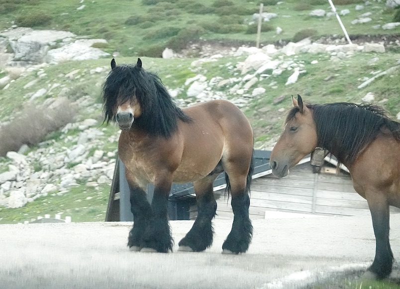 horses
